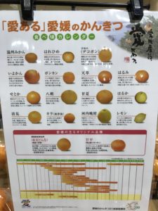 愛媛県の柑橘の種類の案内カード