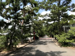 吉備津神社の松並木の参道
