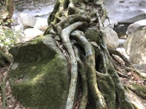 【滑床渓谷】の河原の木の根が絡みついた岩