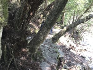【滑床渓谷】の探勝歩道に突き出た立木の様子
