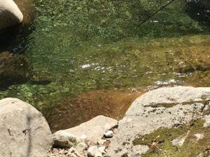 【滑床渓谷】の清流で泳いでいる川魚