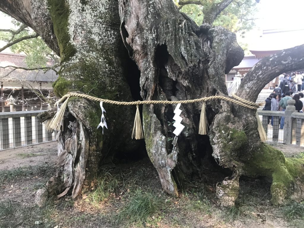 大山祇神社の天然記念物の大楠の根元付近
