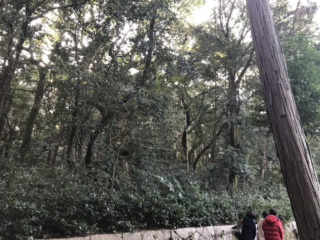 大山祇神社の本殿の周辺の楠群の森